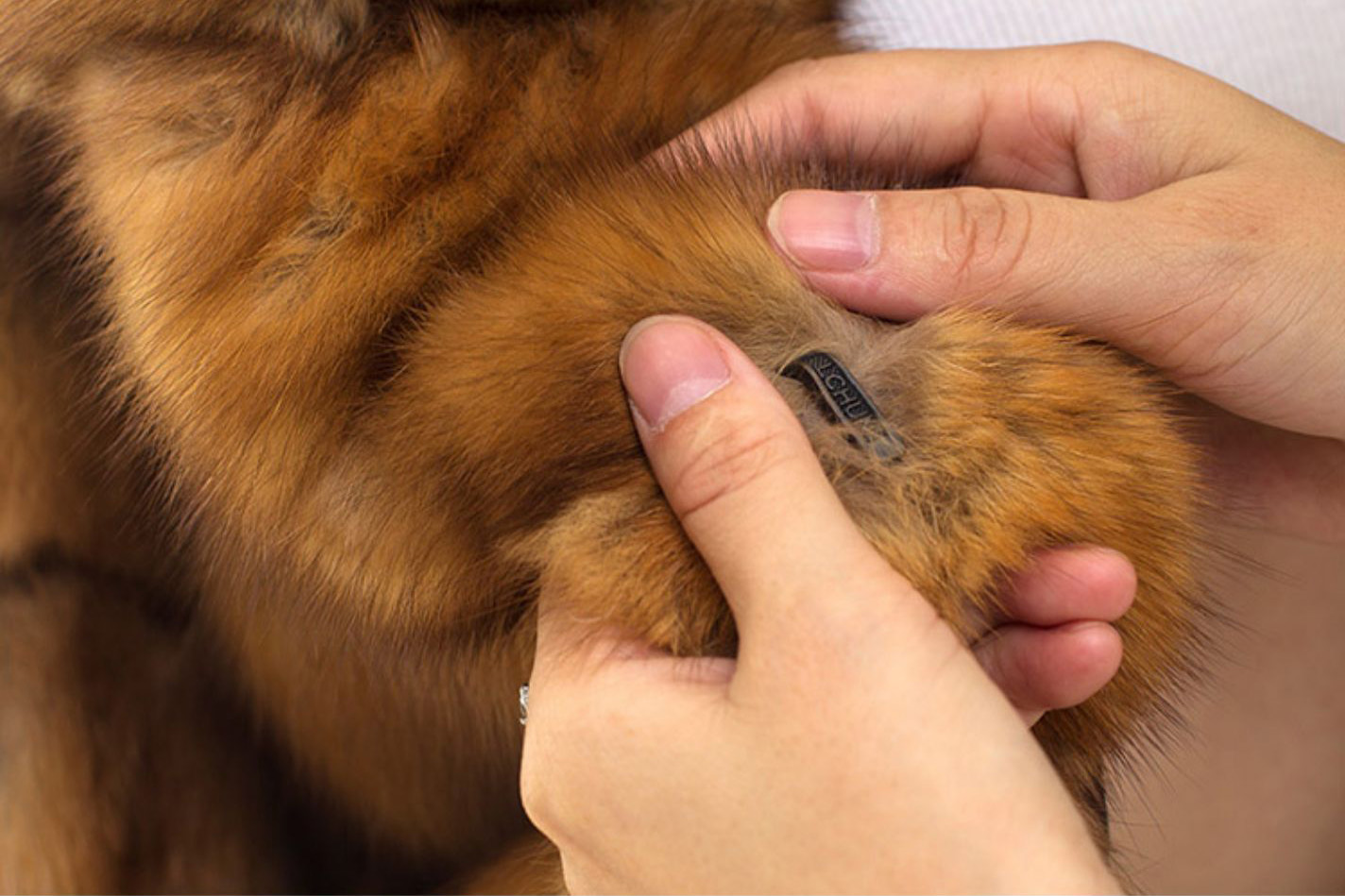 Golden Sable Fur Coat 0259-5